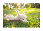 PREVENTING FLEAS THE NATURAL WAY