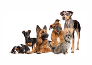 FUN DOG FACTS - Some you may know, but some may surprise you!