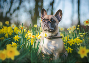 SPRING FORWARD AND ENJOY THE NEW SEASON 🪻KNOW WHICH OF NATURE'S FLOWERS MAY HARM YOUR DOG 🪻