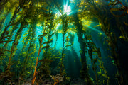 THE DEEP SEA POWER PLANT - KELP