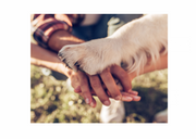 More than Just a Pet!
