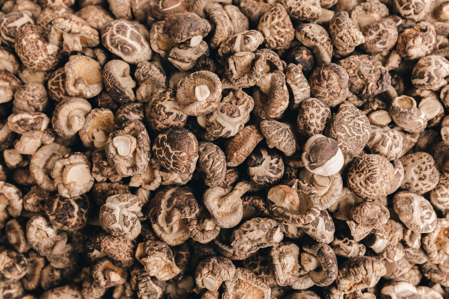 NOT MUSH-ROOM FOR DOUBT! SHIITAKE MUSHROOM POWDER