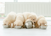 BASIL'S - THE PAW-FECT WAY TO FEED YOUR NEW PUPPY! 🐾