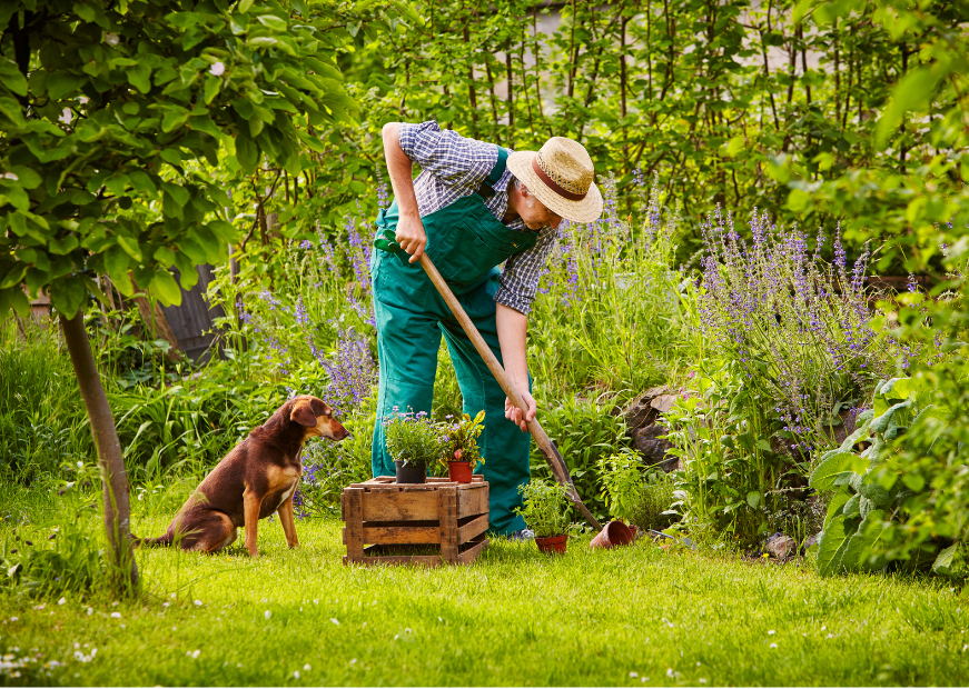 PLANTS DANGEROUS TO DOGS