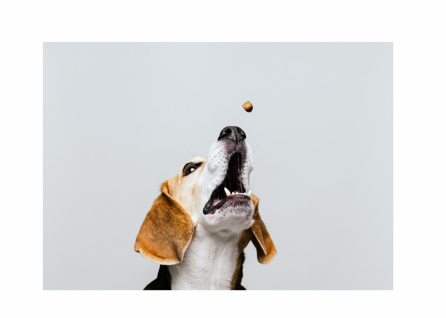 TREATS TO COMPLEMENT A RAW DIET
