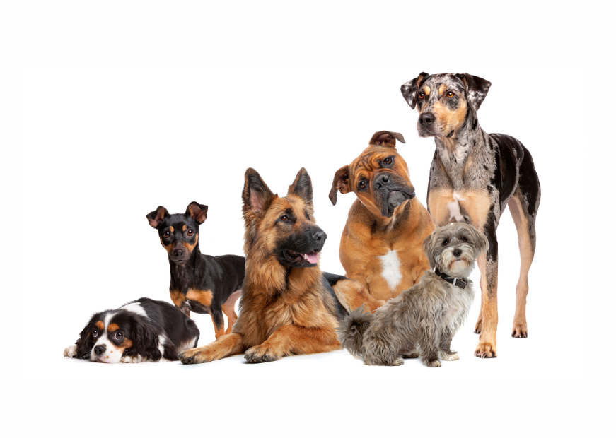 FUN DOG FACTS - Some you may know, but some may surprise you!