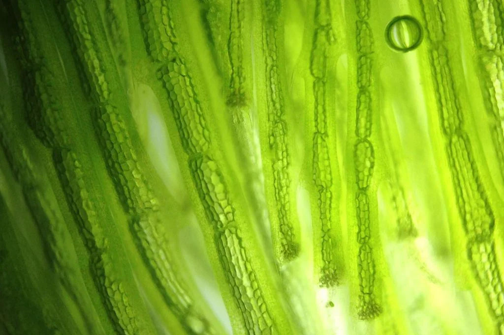DEEP DOWN IT'S A LEAN MEAN GREEN MACHINE! - MICROALGAE