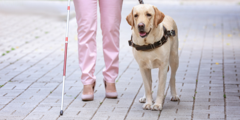 Happy International Guide Dog Day, From All of Us at Basil's!