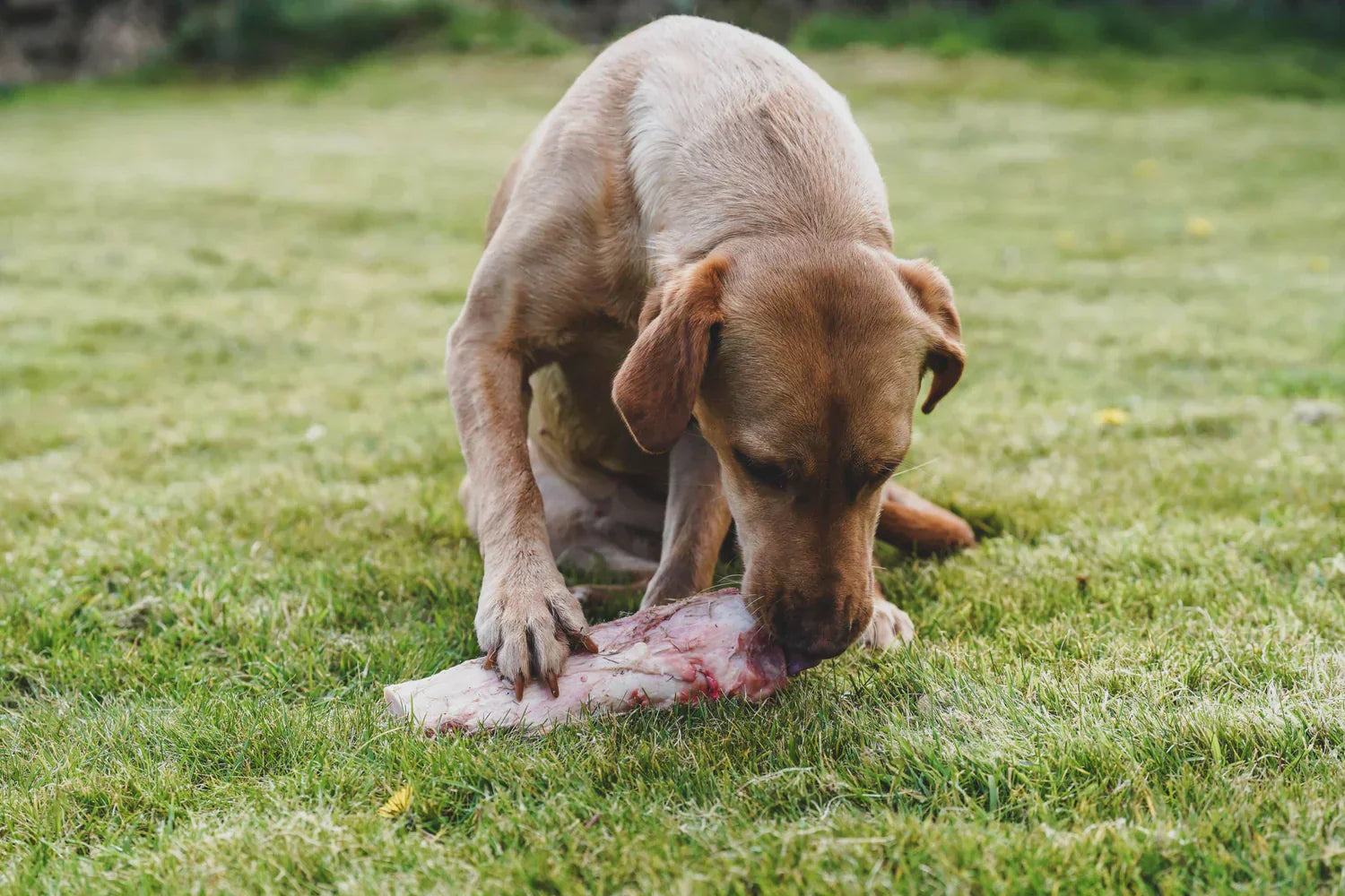 Could raw meaty bones be the answer to your dog’s dental health issues?