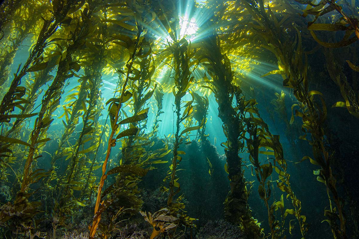 THE DEEP SEA POWER PLANT - KELP