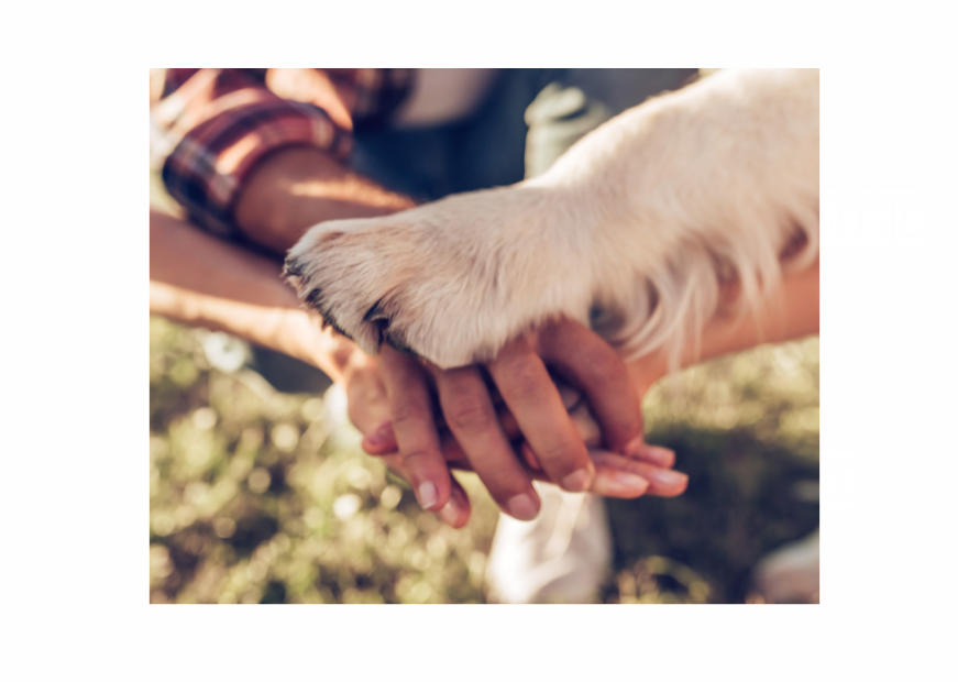 More than Just a Pet!