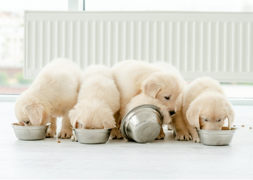 BASIL'S - THE PAW-FECT WAY TO FEED YOUR NEW PUPPY! 🐾