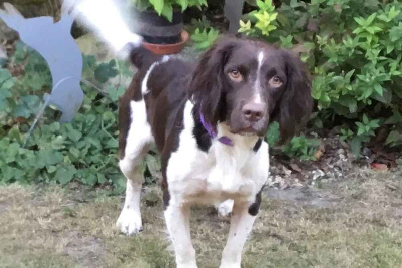 Basil's Raw Dog Food Working Dogs Love Basil's