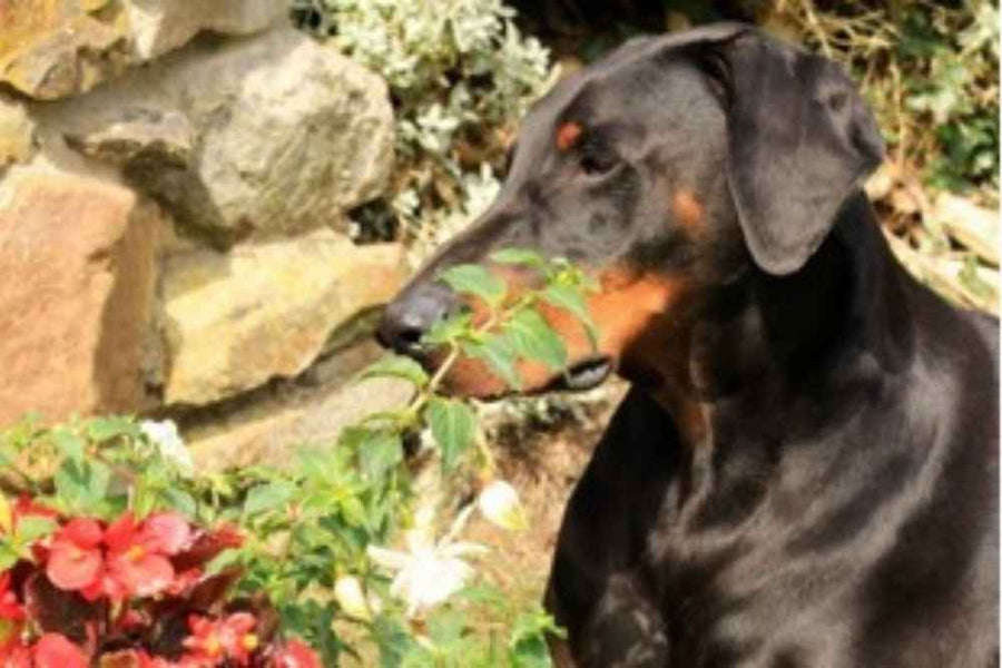 Basil's Raw Dog Food Working Dogs Love Basil's